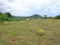 #298 CH - Chácara para Venda em Itariri - SP - 1